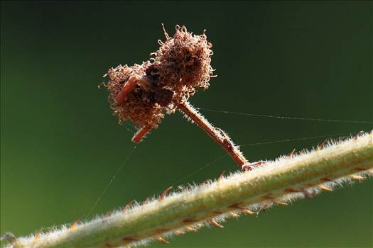 IMG_6790.JPG - undefined