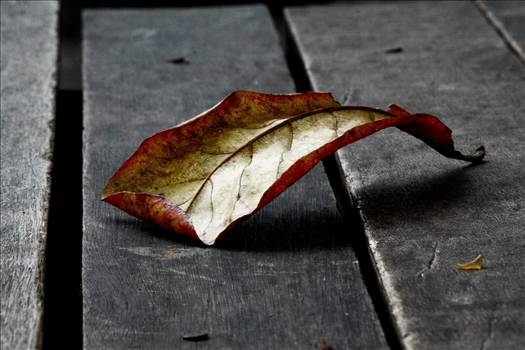 _MG_5628-resize.JPG - undefined