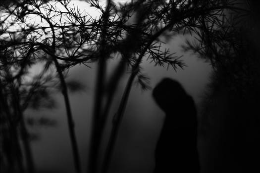 IMG_8132-bw.jpg - undefined