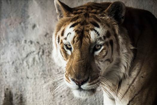 _MG_1816.jpg - undefined