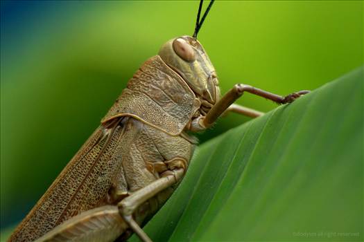 _MG_1808wm.jpg - undefined