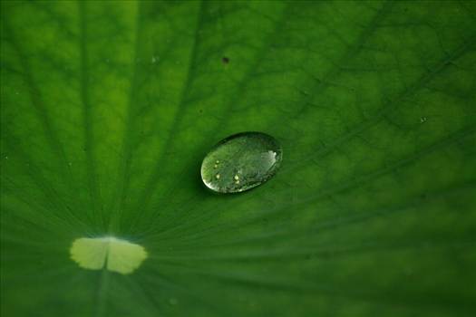 _MG_4878.JPG - undefined