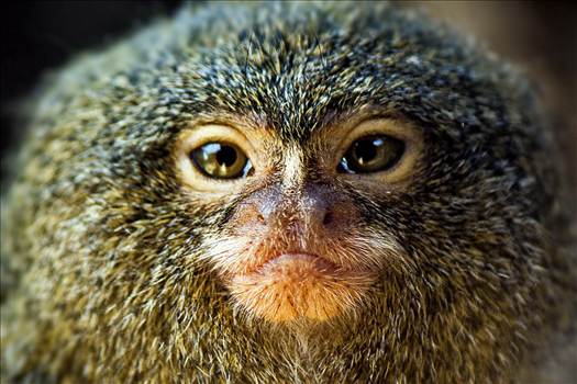 _MG_1494.JPG - undefined