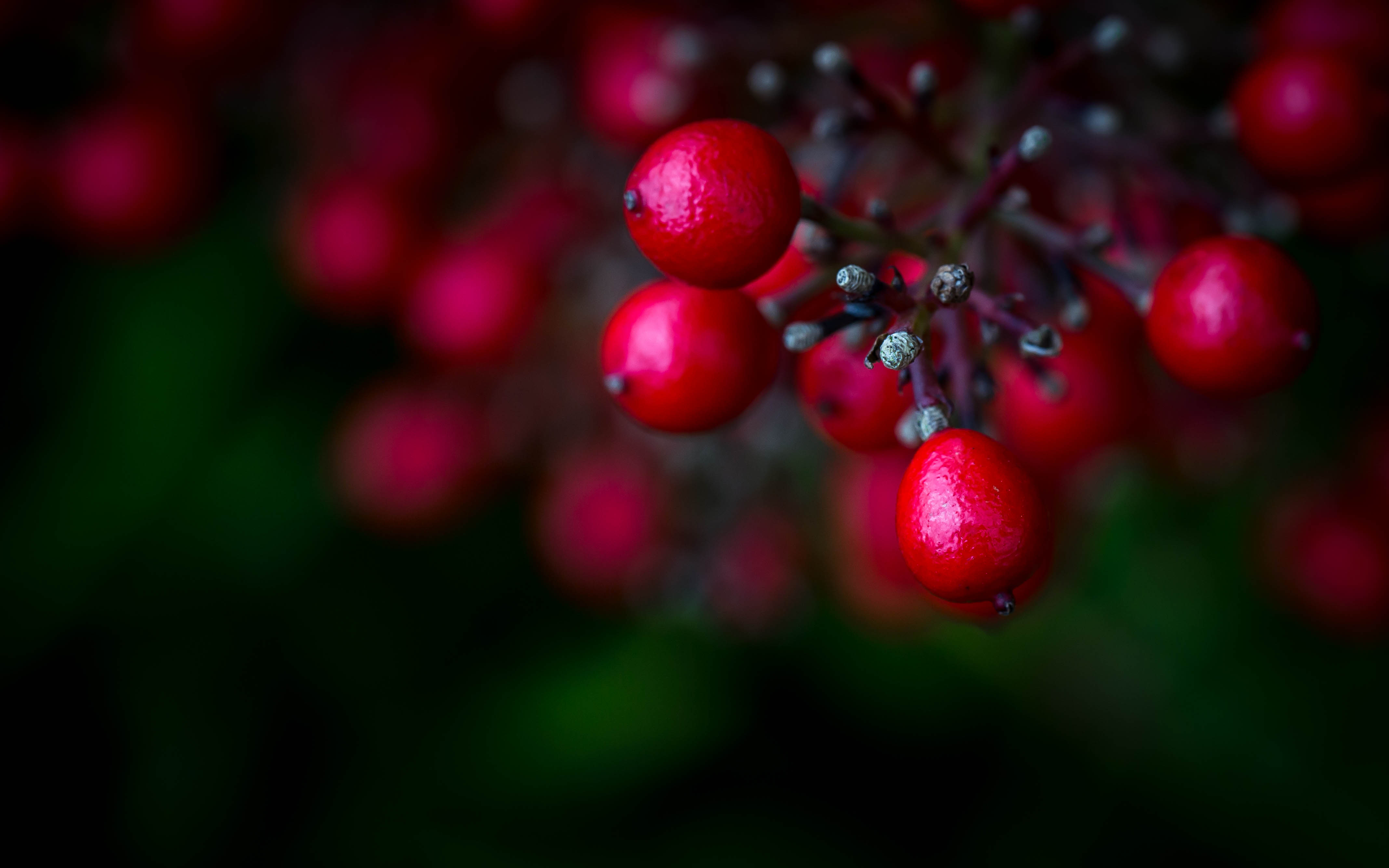 _MG_3516Berries.jpg undefined by WPC-187