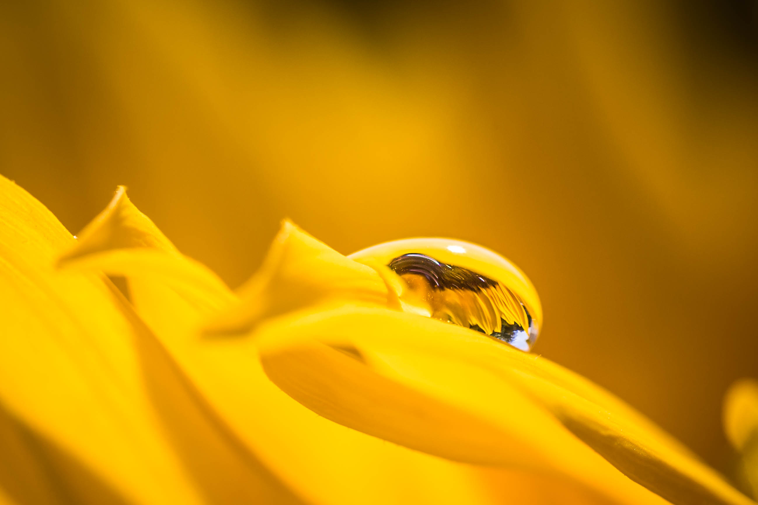 _MG_5693Sunflower Droplet.jpg undefined by WPC-187