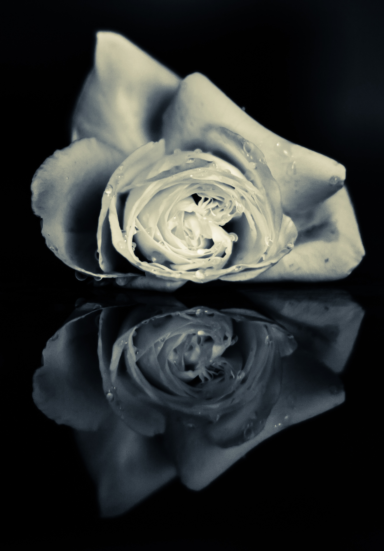 Rose reflection.jpg  by WPC-187