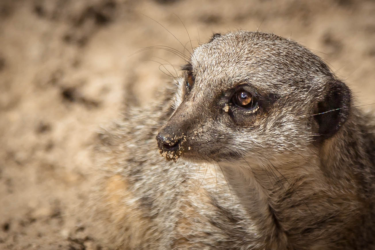 _MG_6467Meercat close up.jpg undefined by WPC-187