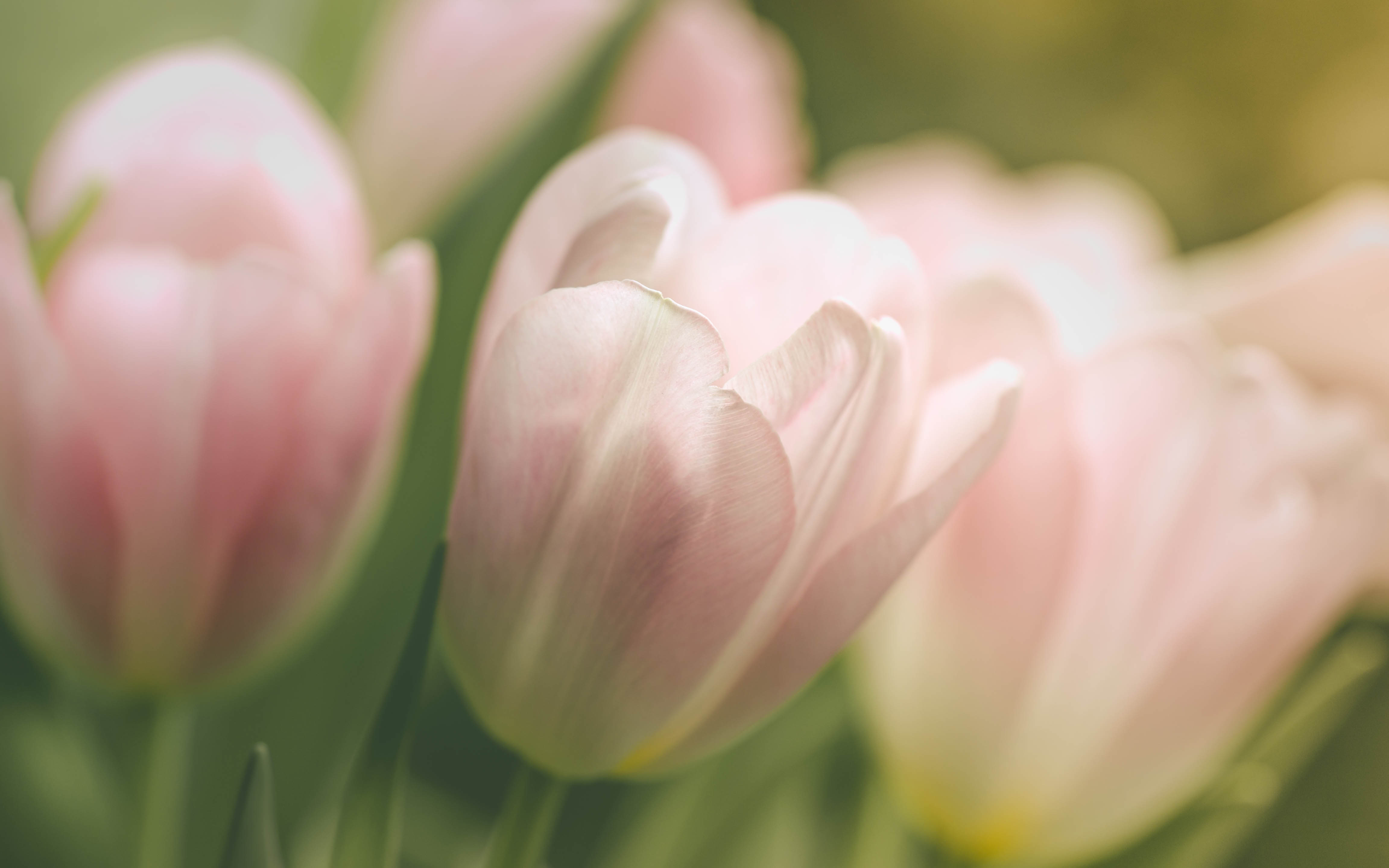 _MG_3641Gentle tulips.jpg undefined by WPC-187