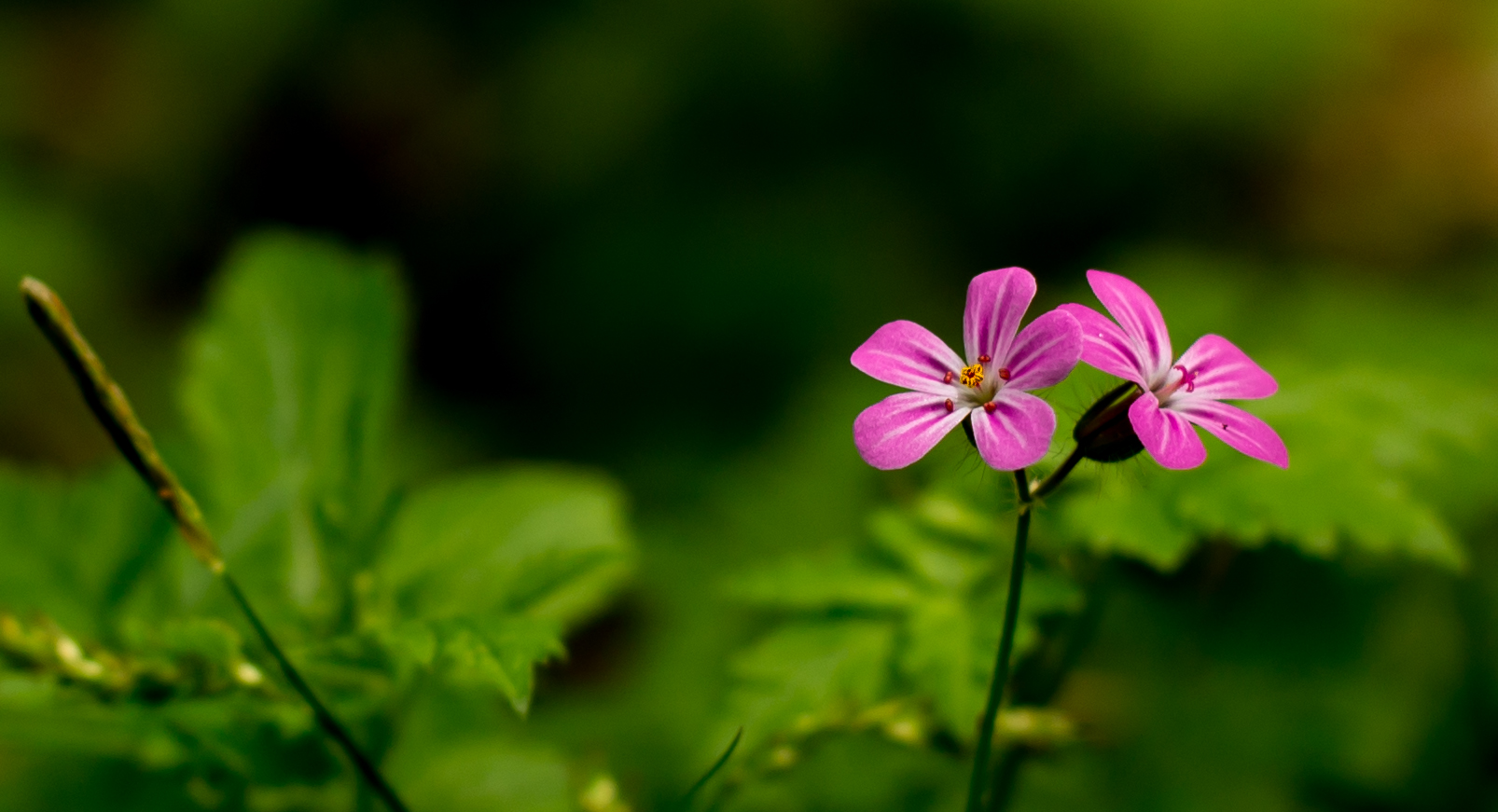 Dainty pink flowers non matte.jpg  by WPC-187