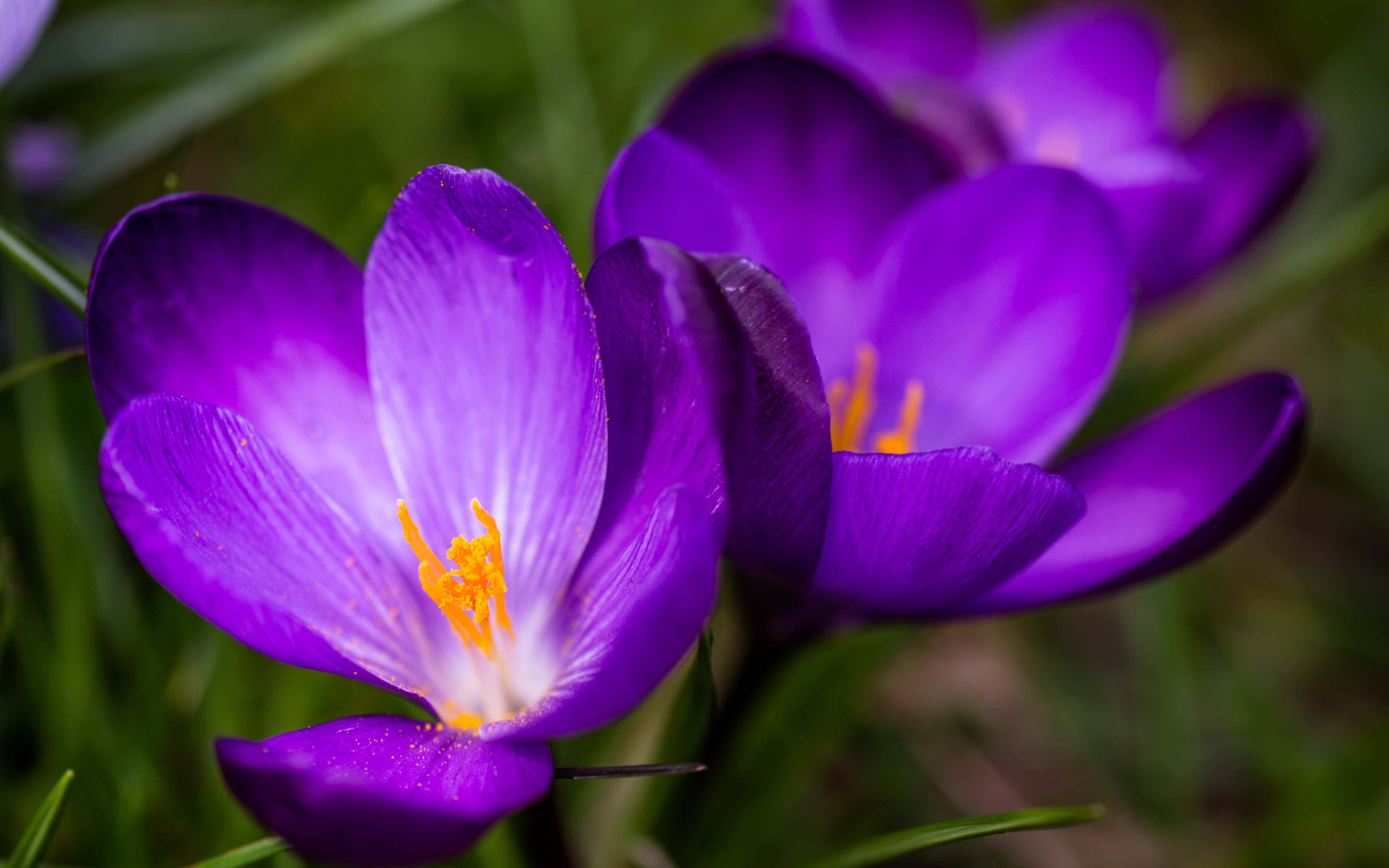 _MG_38883 crocuses.jpg undefined by WPC-187