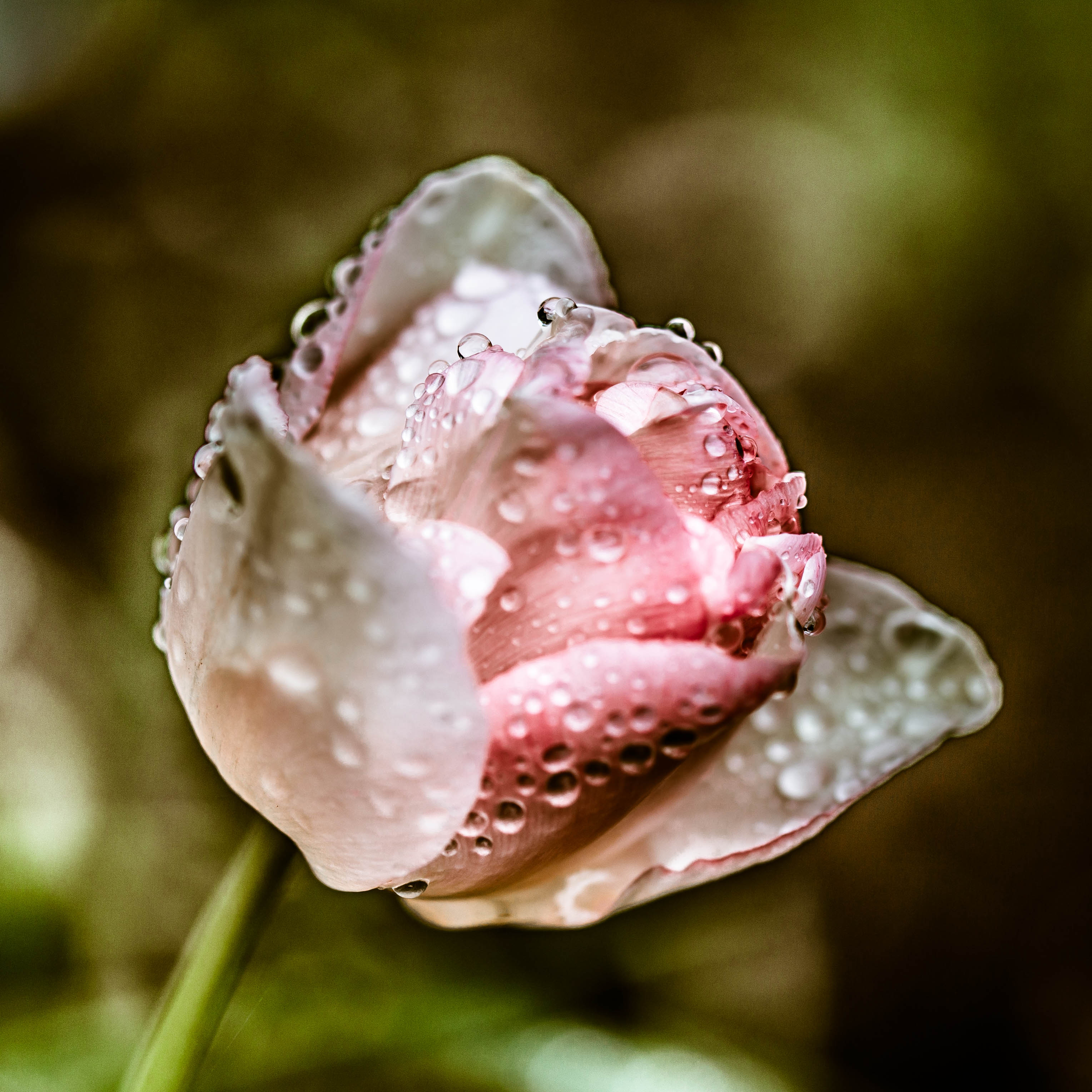 _MG_5170Wet rose.jpg undefined by WPC-187