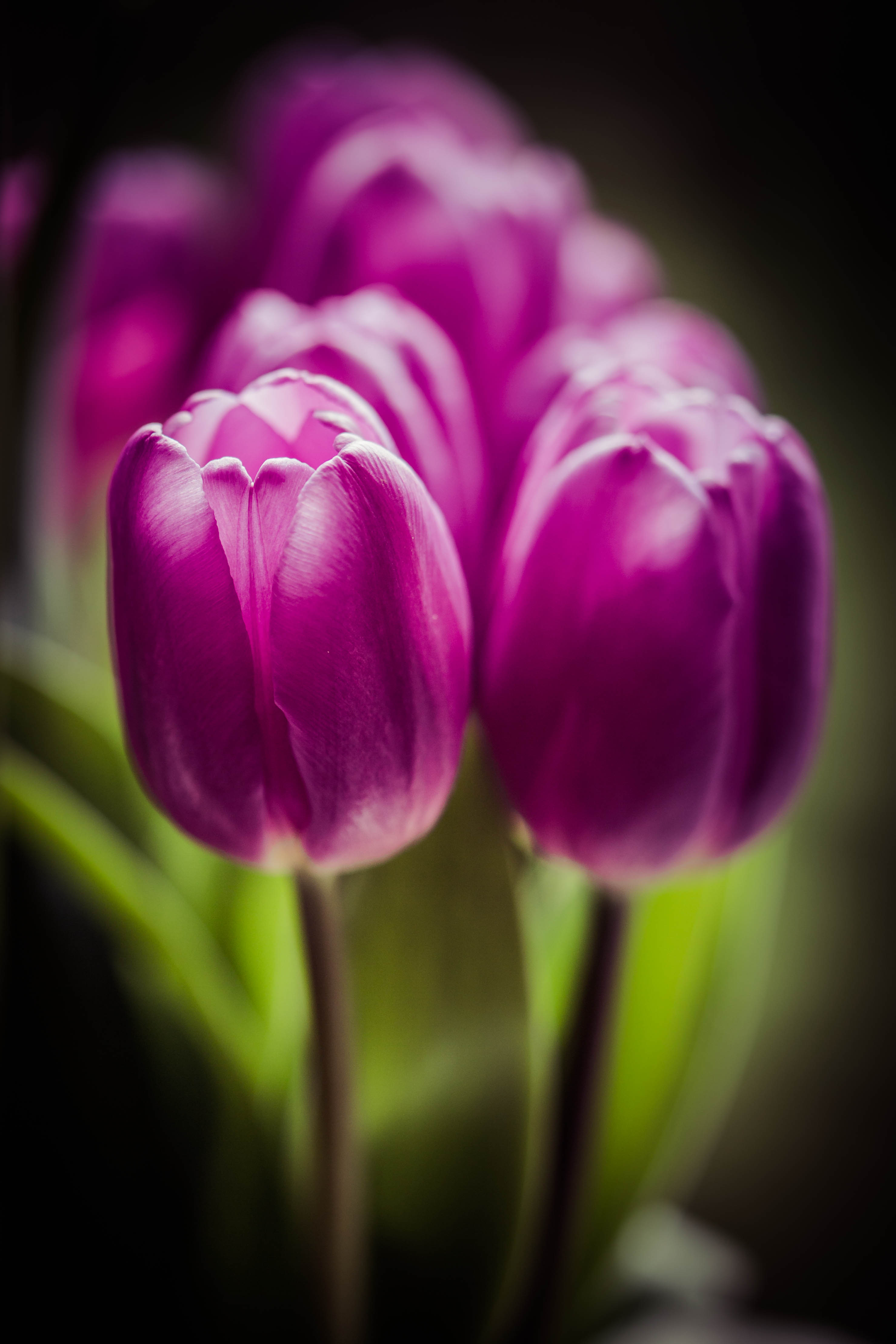 _MG_4560Purple tulips.jpg undefined by WPC-187