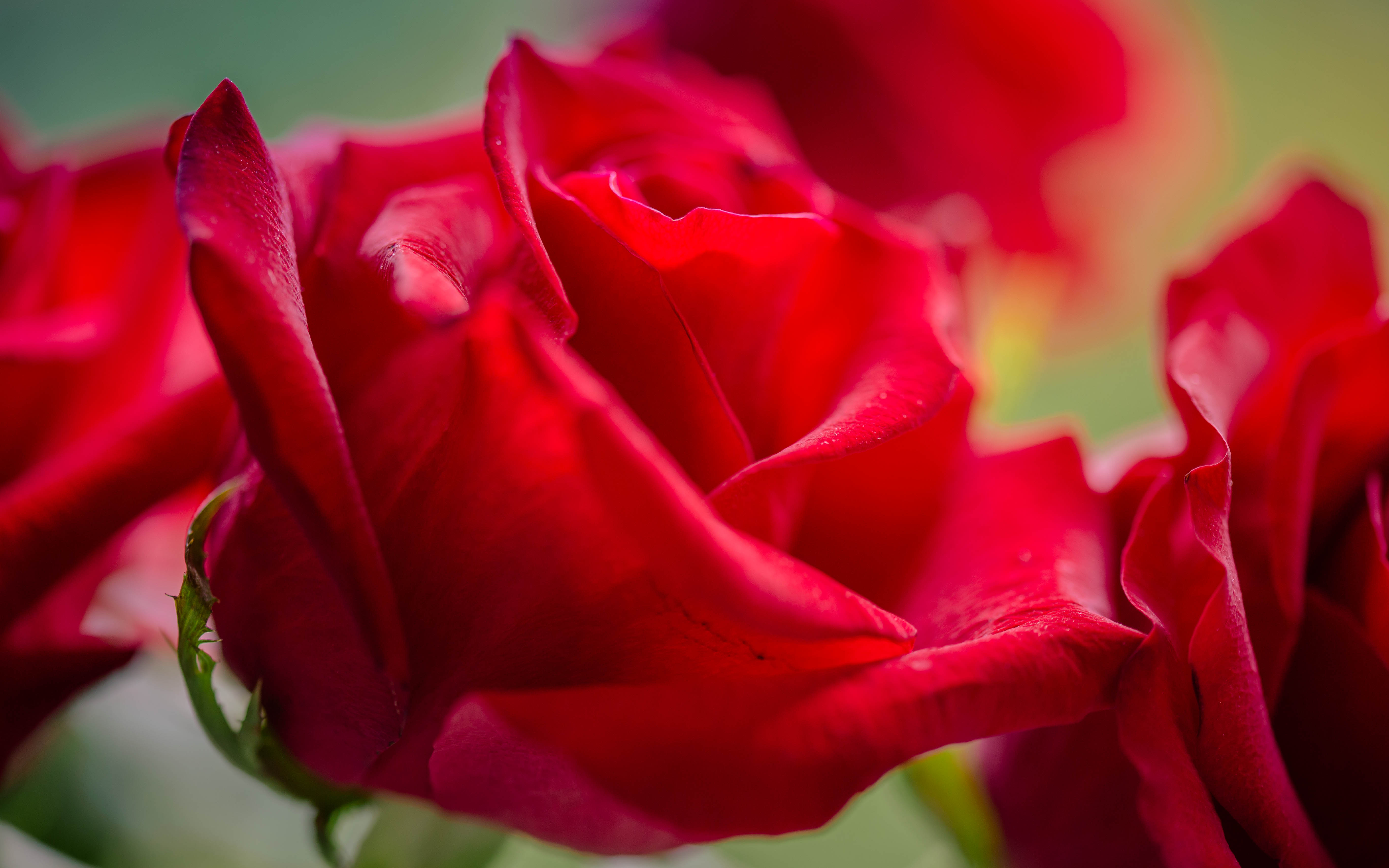 _MG_3435Valentine roses.jpg undefined by WPC-187