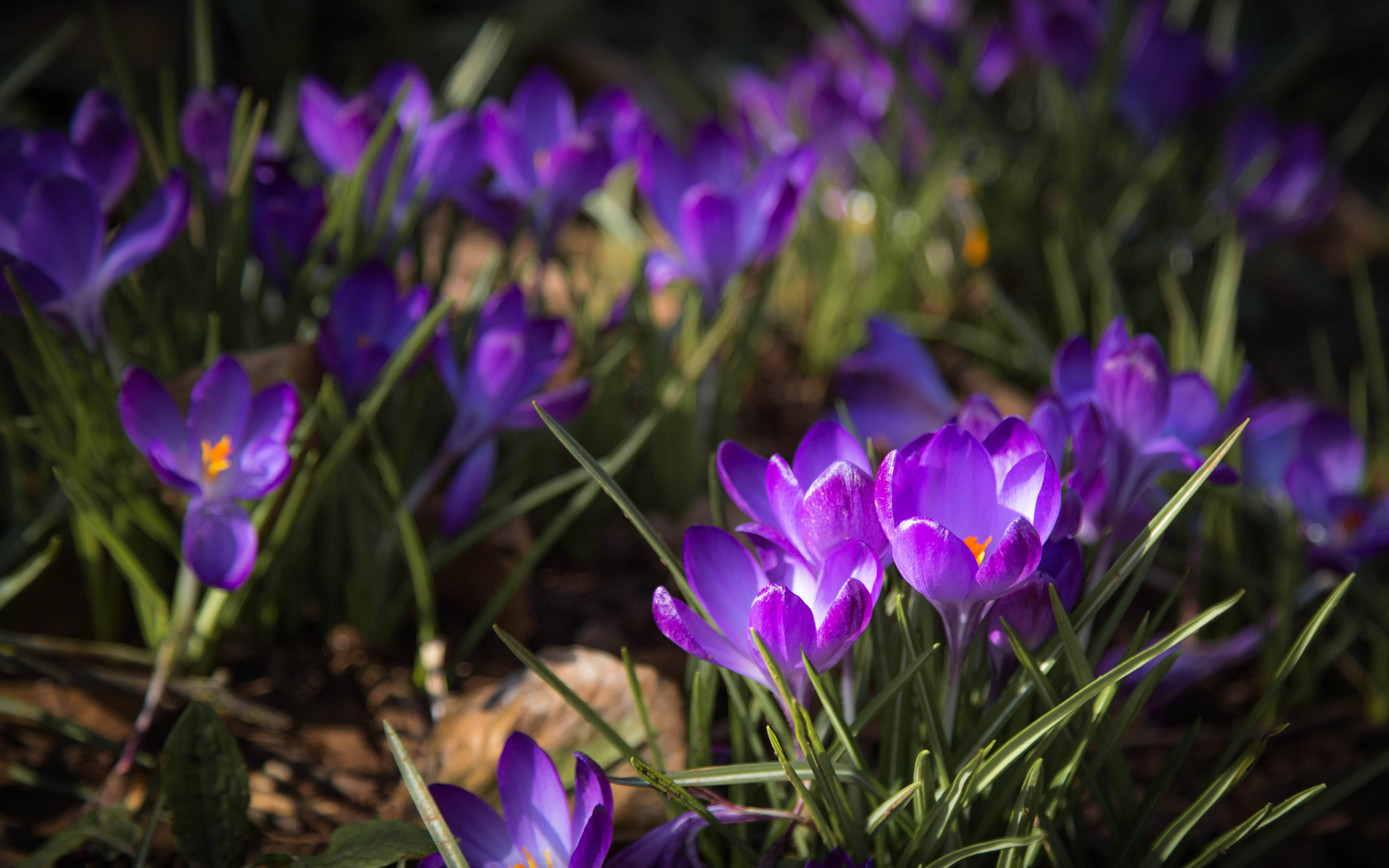 _MG_3934Purple crocus in shade.jpg undefined by WPC-187