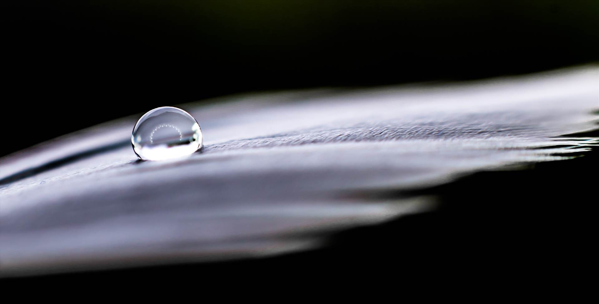 Droplet and feather.jpg  by WPC-187