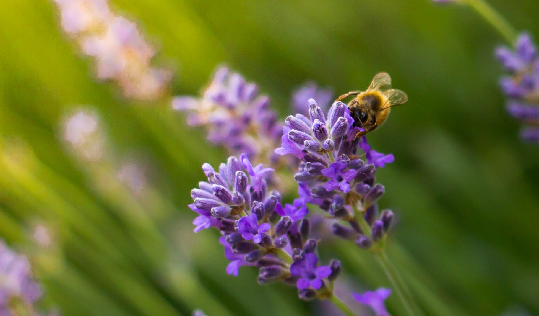 Bee on lavender.jpg  by WPC-187