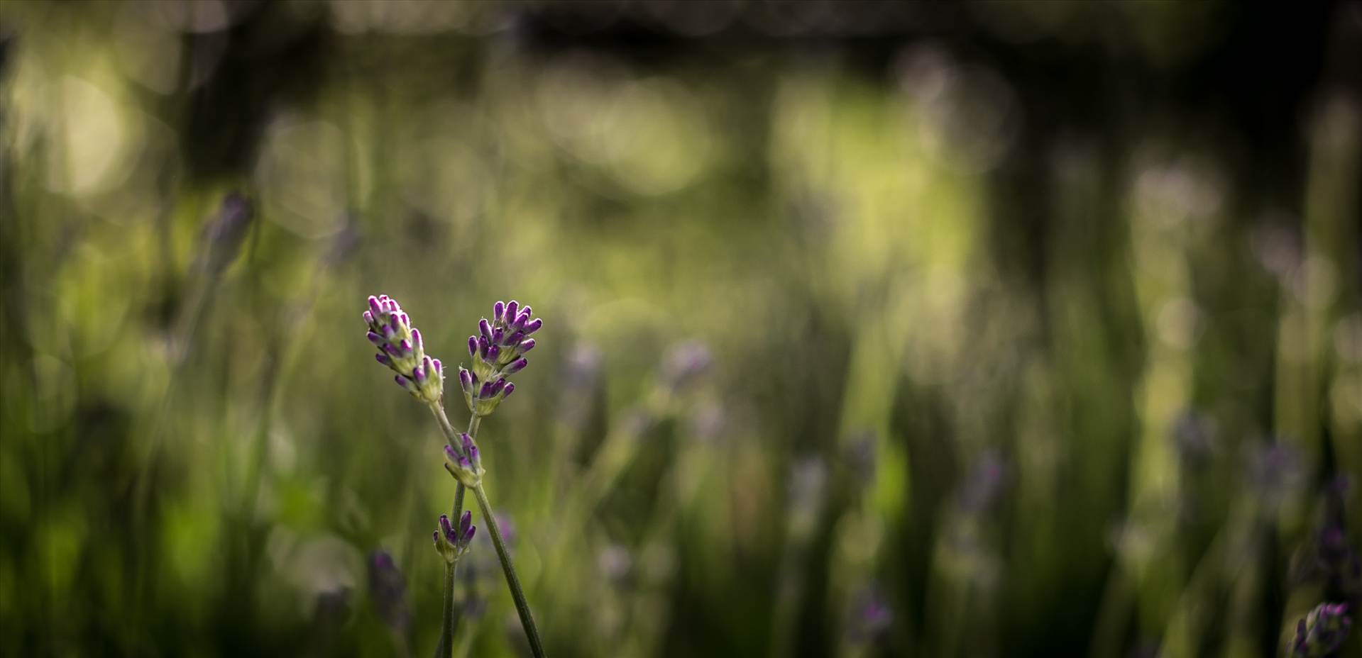 Lavender.jpg  by WPC-187