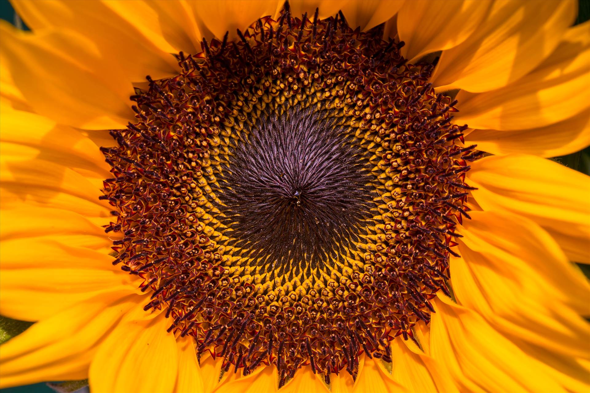_MG_5626Sunflower.jpg undefined by WPC-187