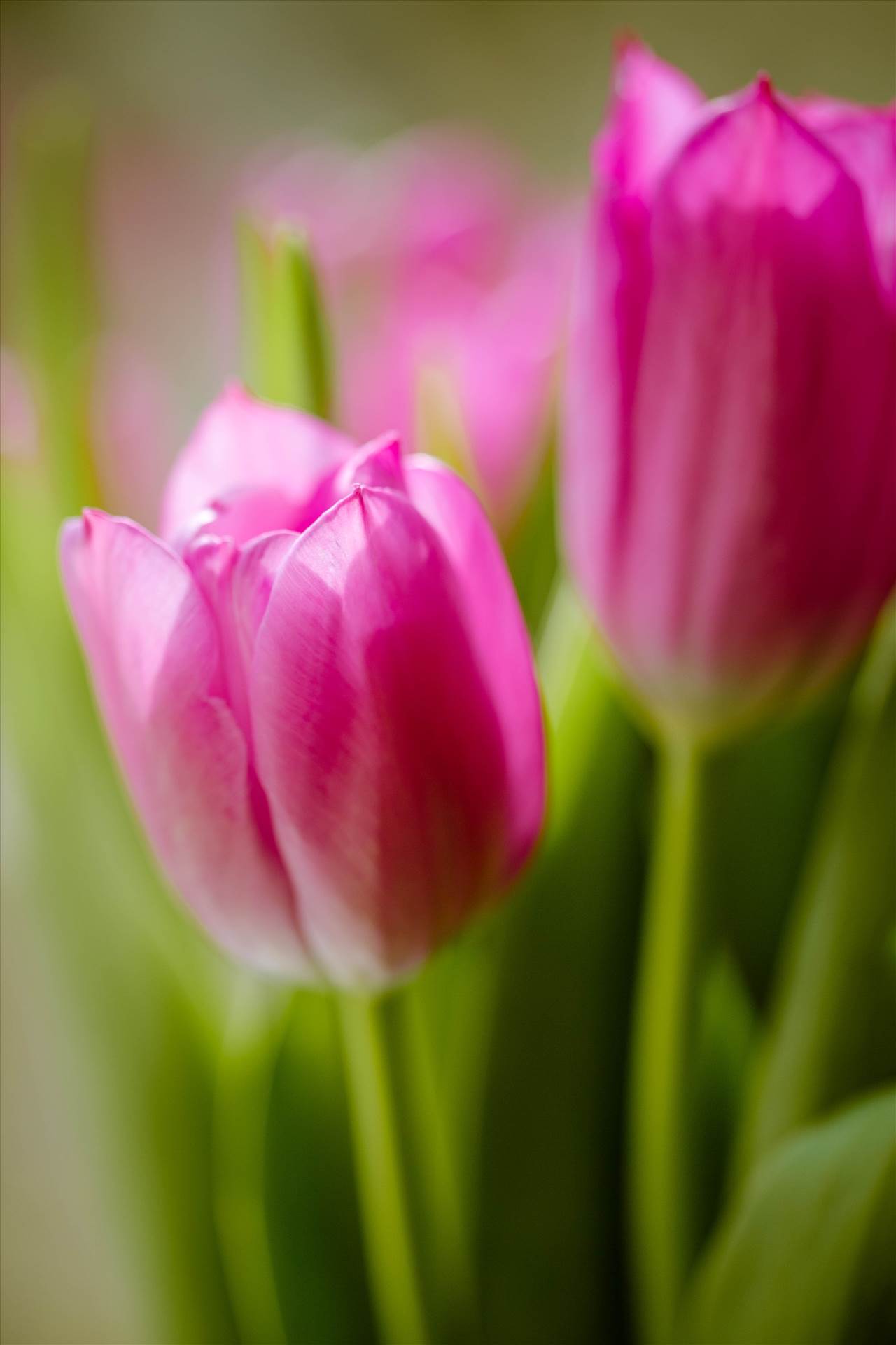 _MG_4549Pink tulips.jpg undefined by WPC-187