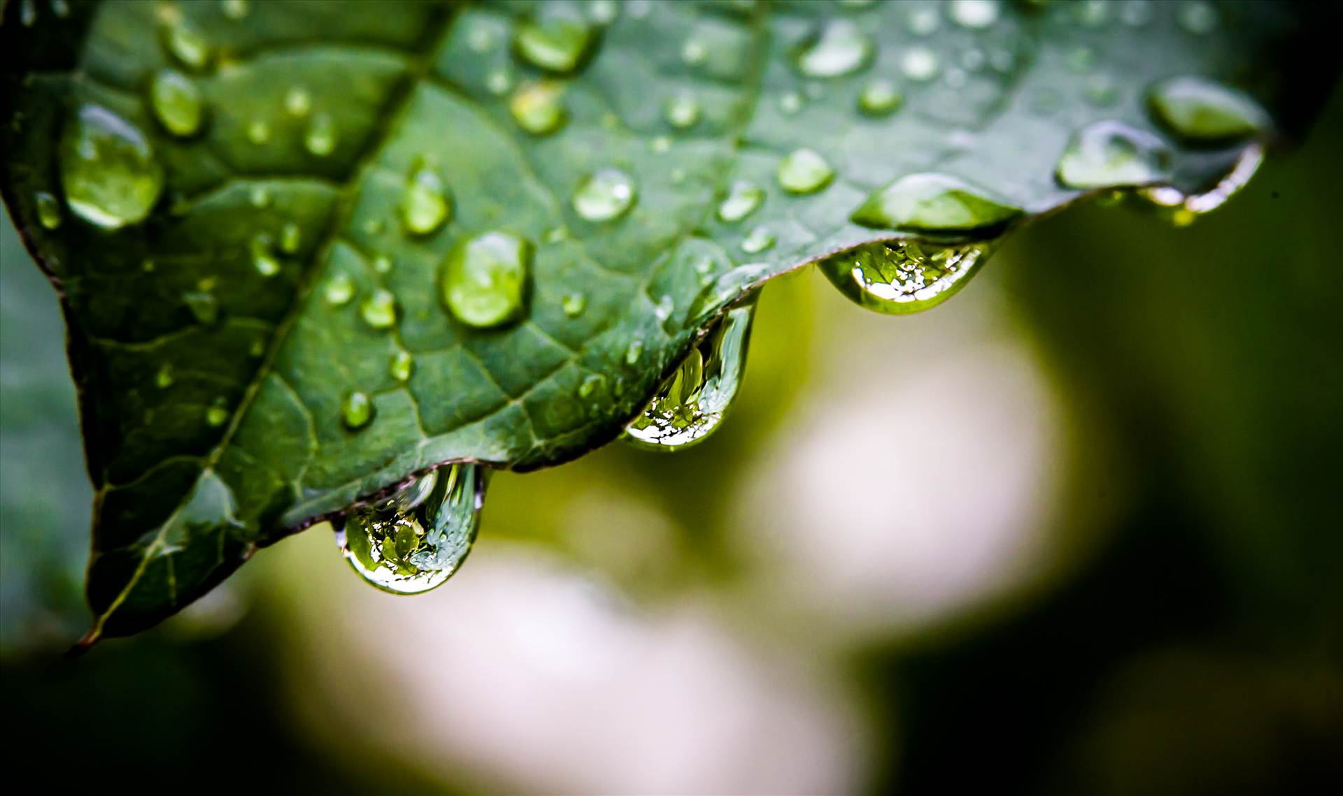 Droplets from leaf.jpg  by WPC-187