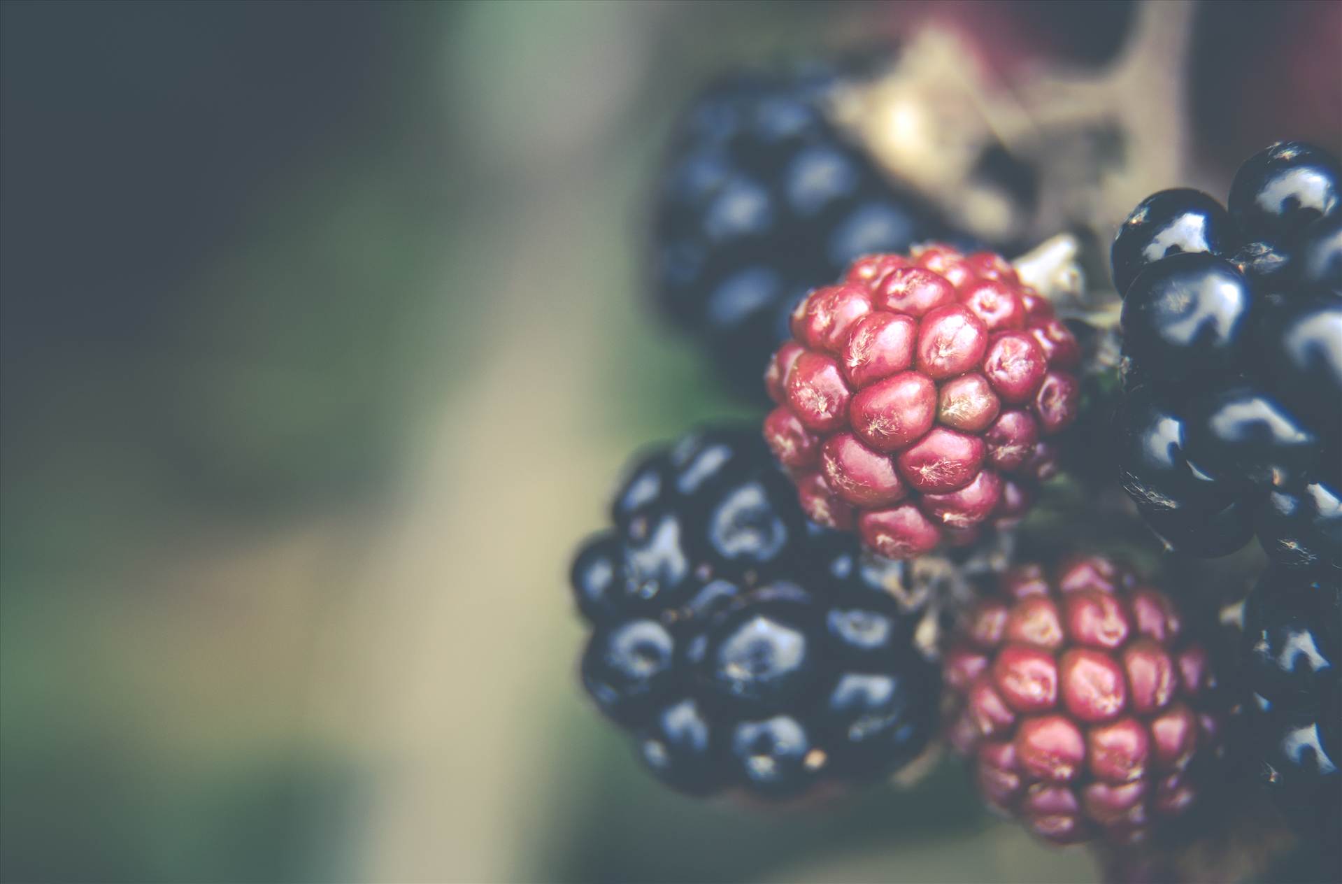 Blackberries.jpg undefined by WPC-187