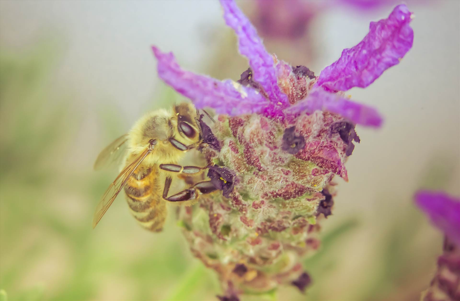Honey bee 1.jpg  by WPC-187