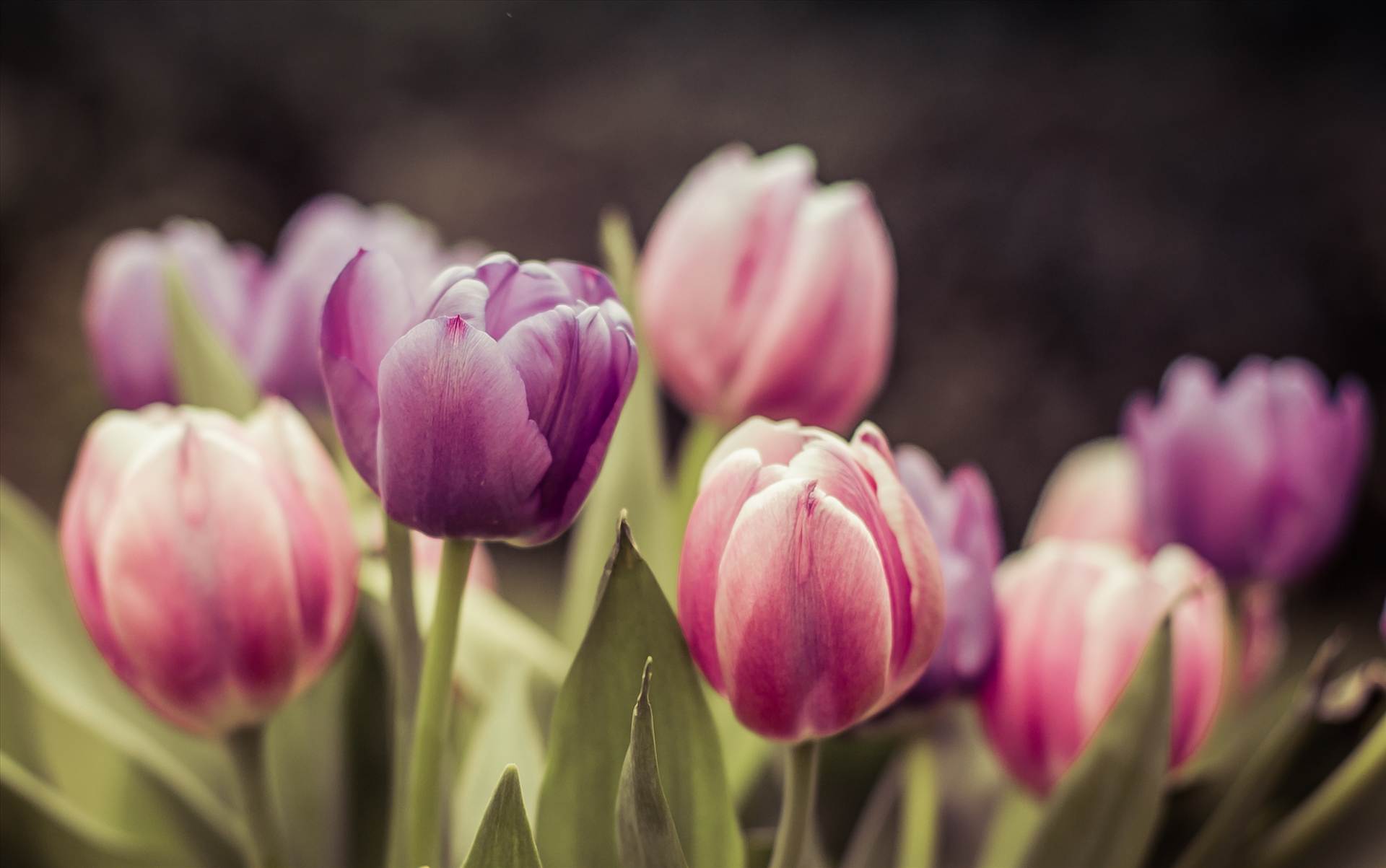 Tulips.jpg  by WPC-187