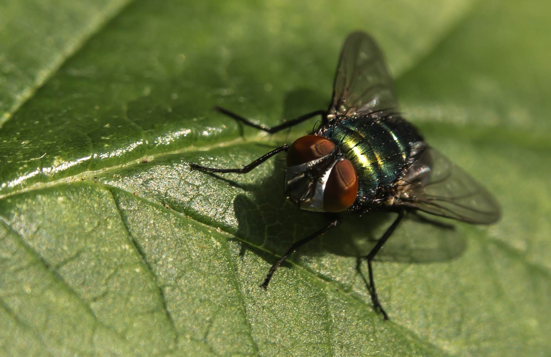 Greenbottle.jpg  by WPC-187