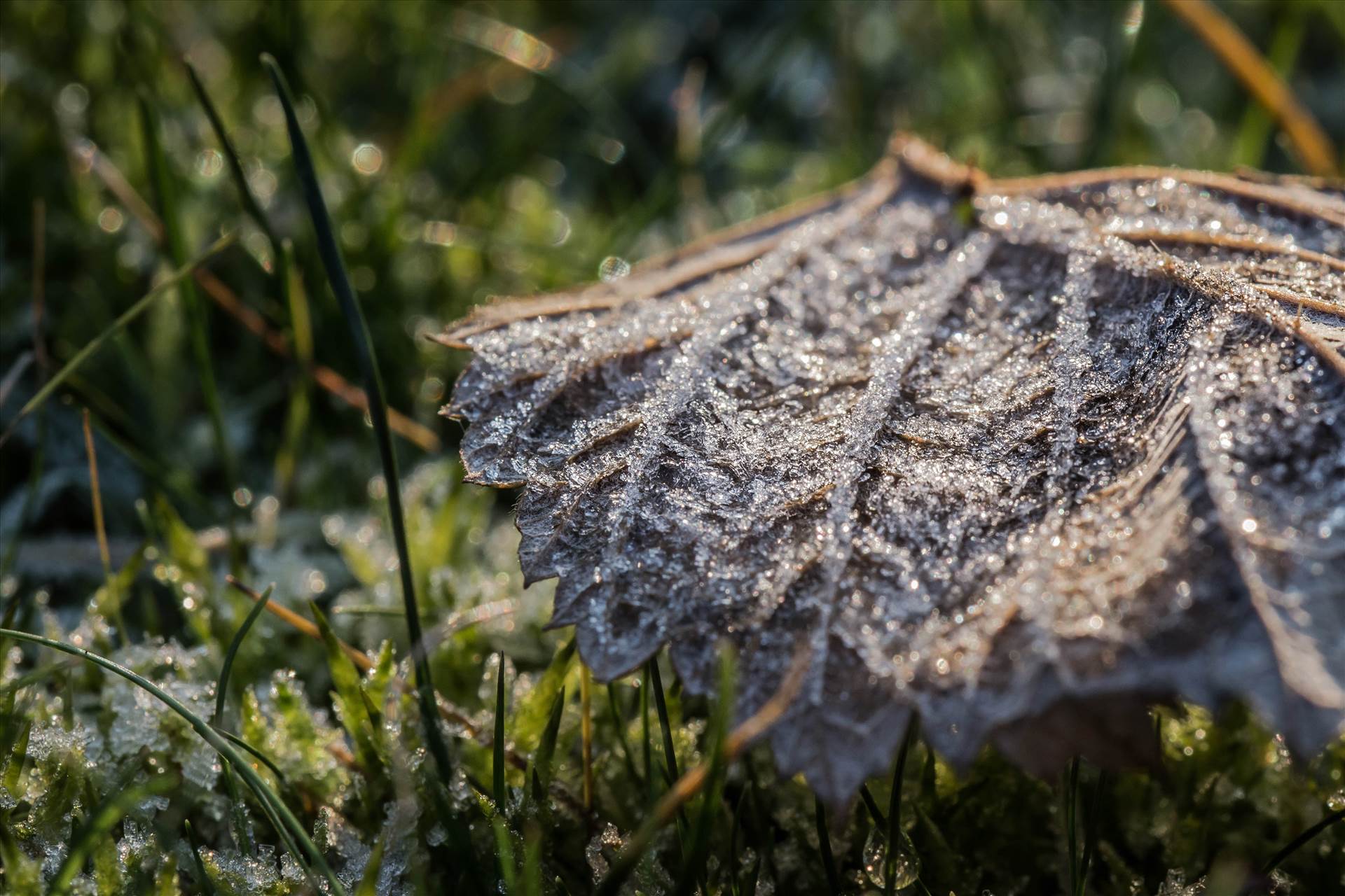 Frosty leaf-8455.jpg undefined by WPC-187