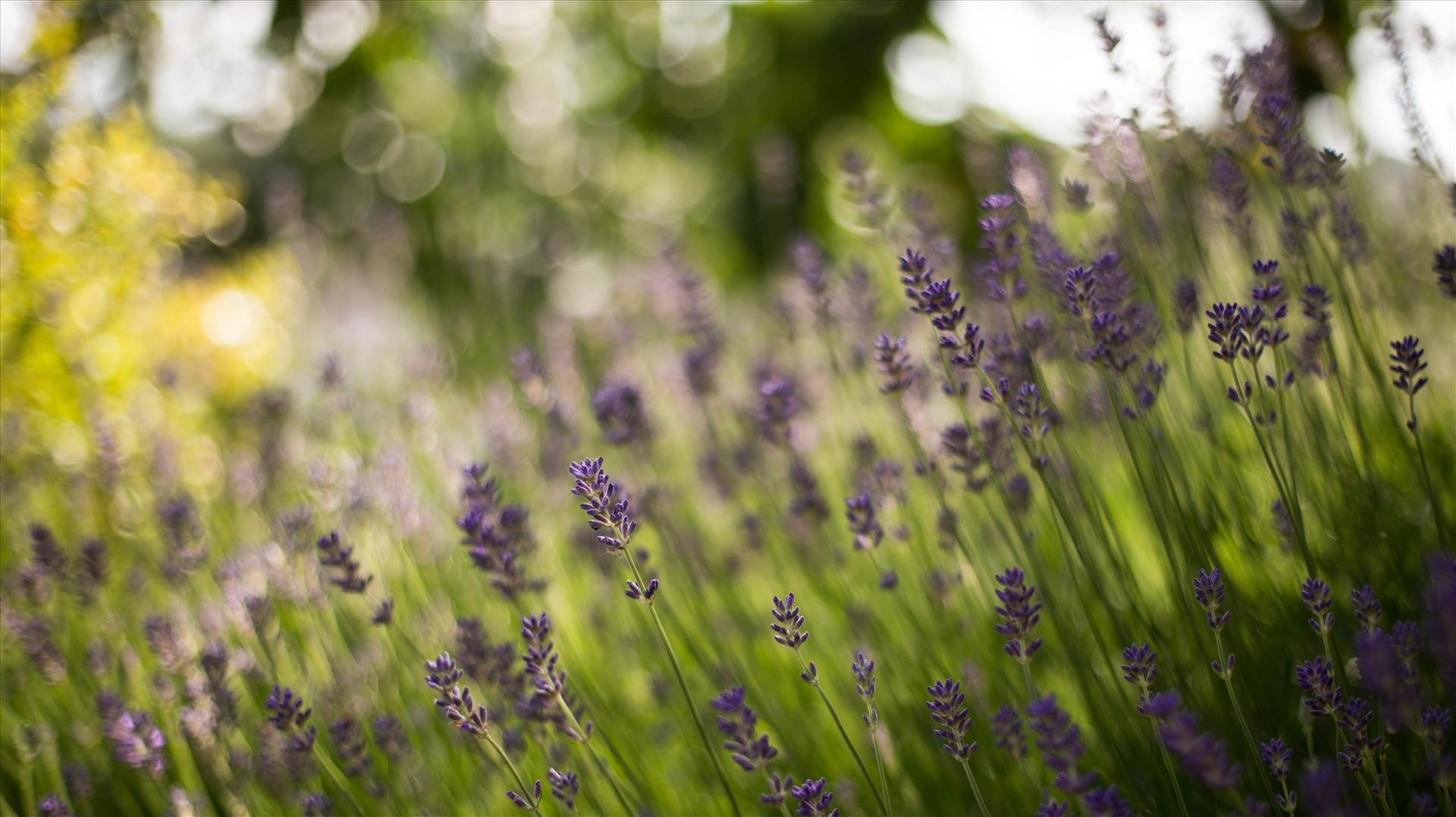 Lavender 3.jpg  by WPC-187