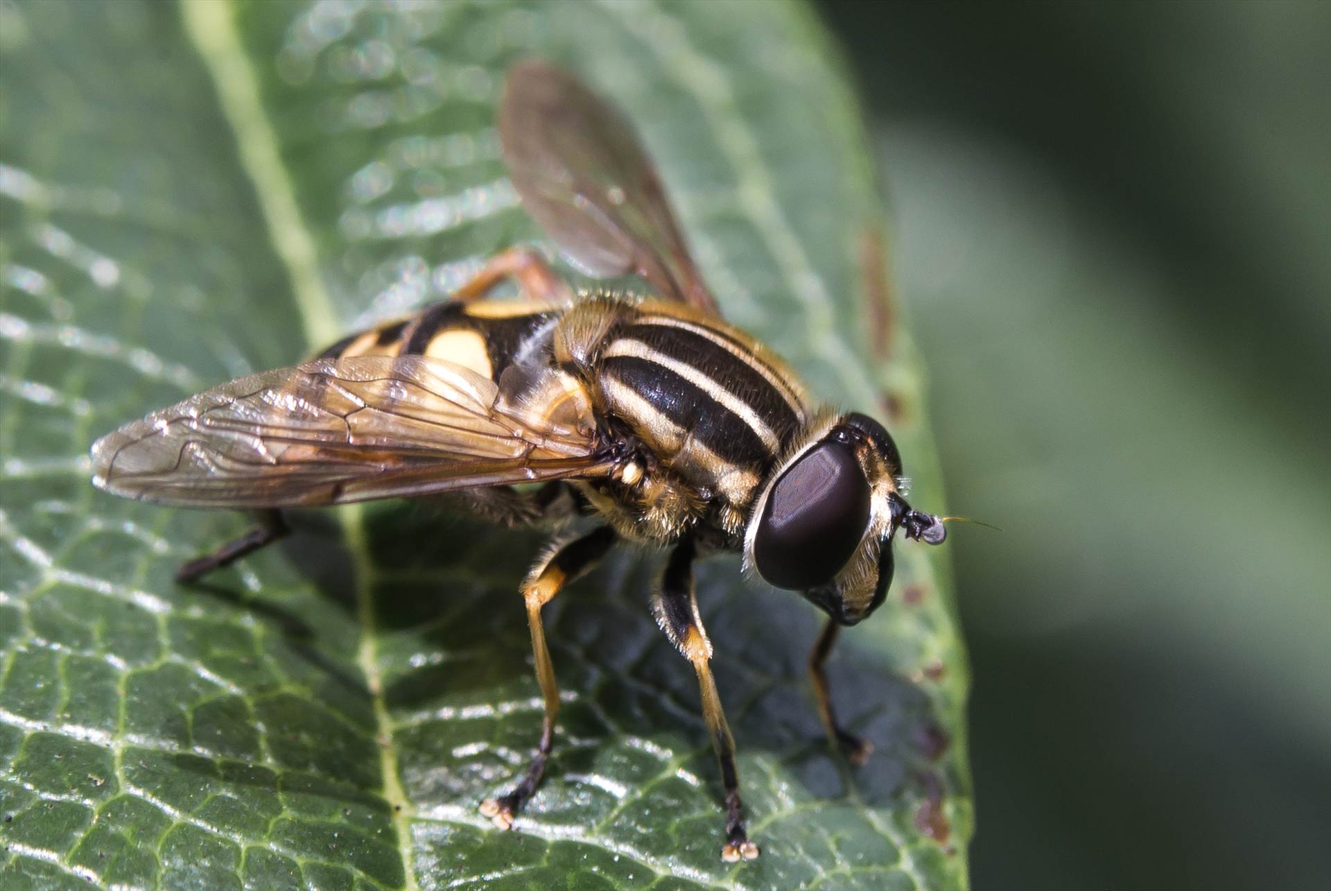 Hoverfly.jpg  by WPC-187