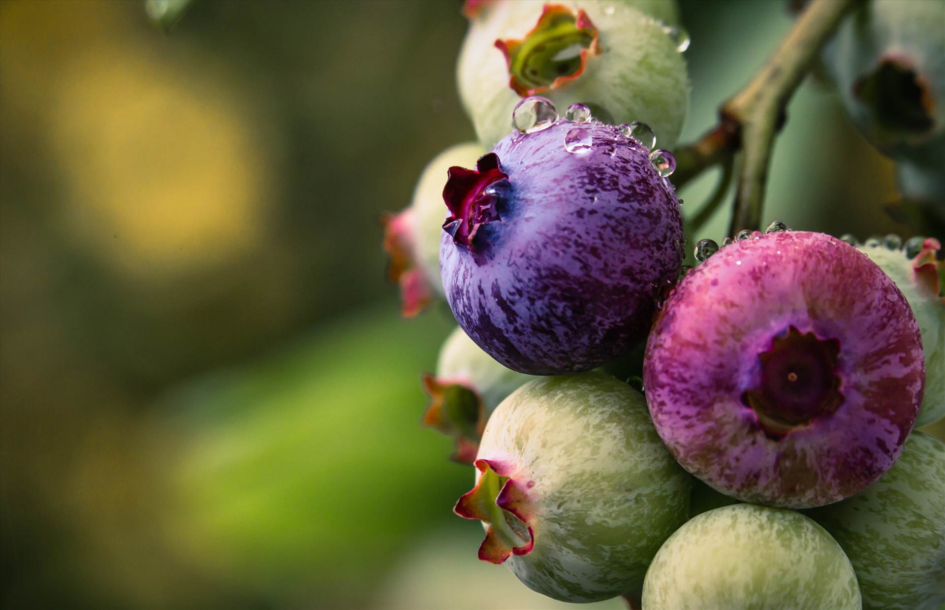 Blueberries.jpg  by WPC-187