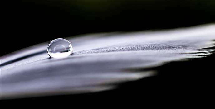 Droplet and feather.jpg by WPC-187