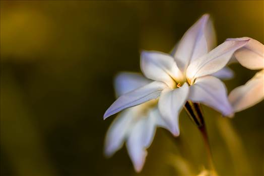 Spring Star Flower.jpg - undefined