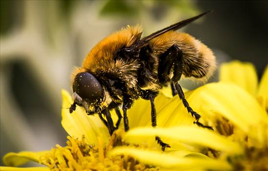 Busy Bumble Bee.jpg - 