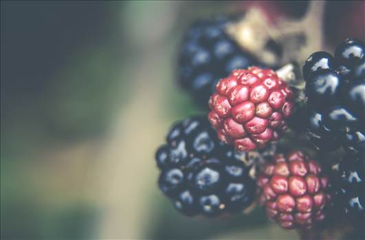 Blackberries.jpg by WPC-187