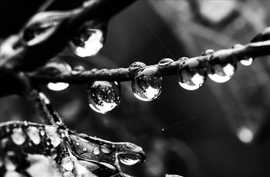 Droplets B & W 2.jpg by WPC-187