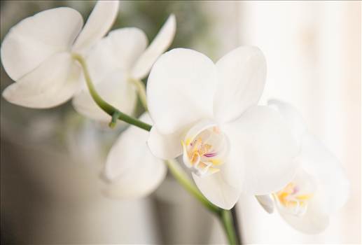 Orchid White.jpg - undefined
