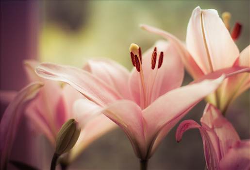 Pink lilies.jpg by WPC-187