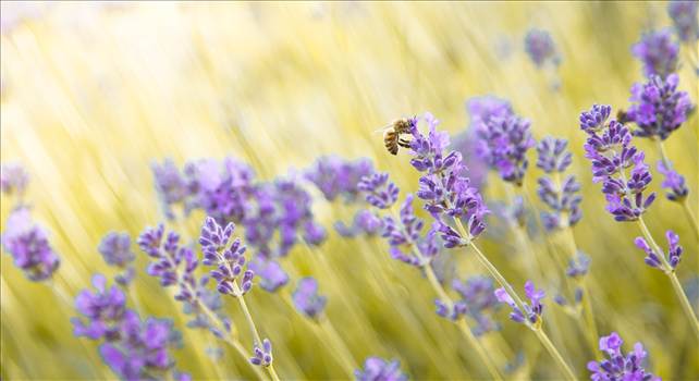 Honey bee and lavender.jpg by WPC-187