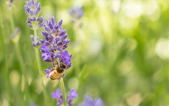 Honey bee and lavender 2.jpg by WPC-187