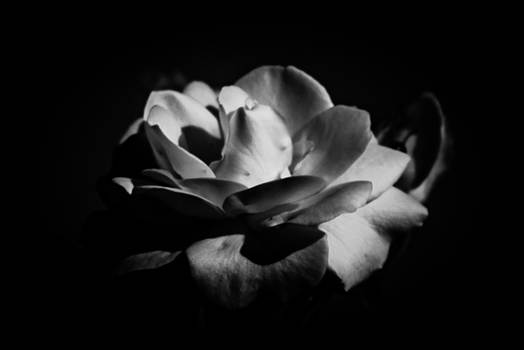 Rose at last light.jpg - undefined