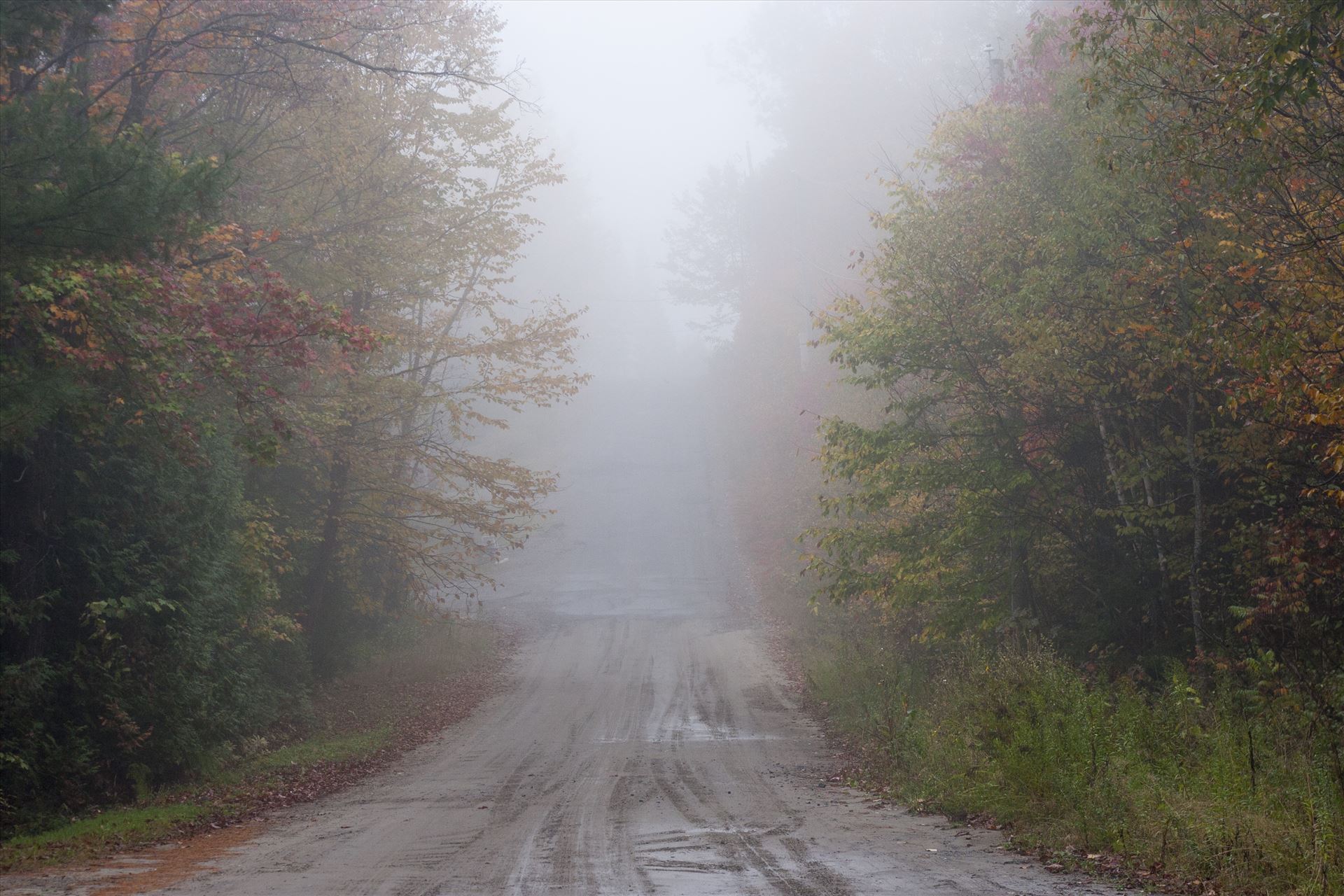 A foggy road A foggy road with trees on both sides by Inna Ricardo-Lax Photography