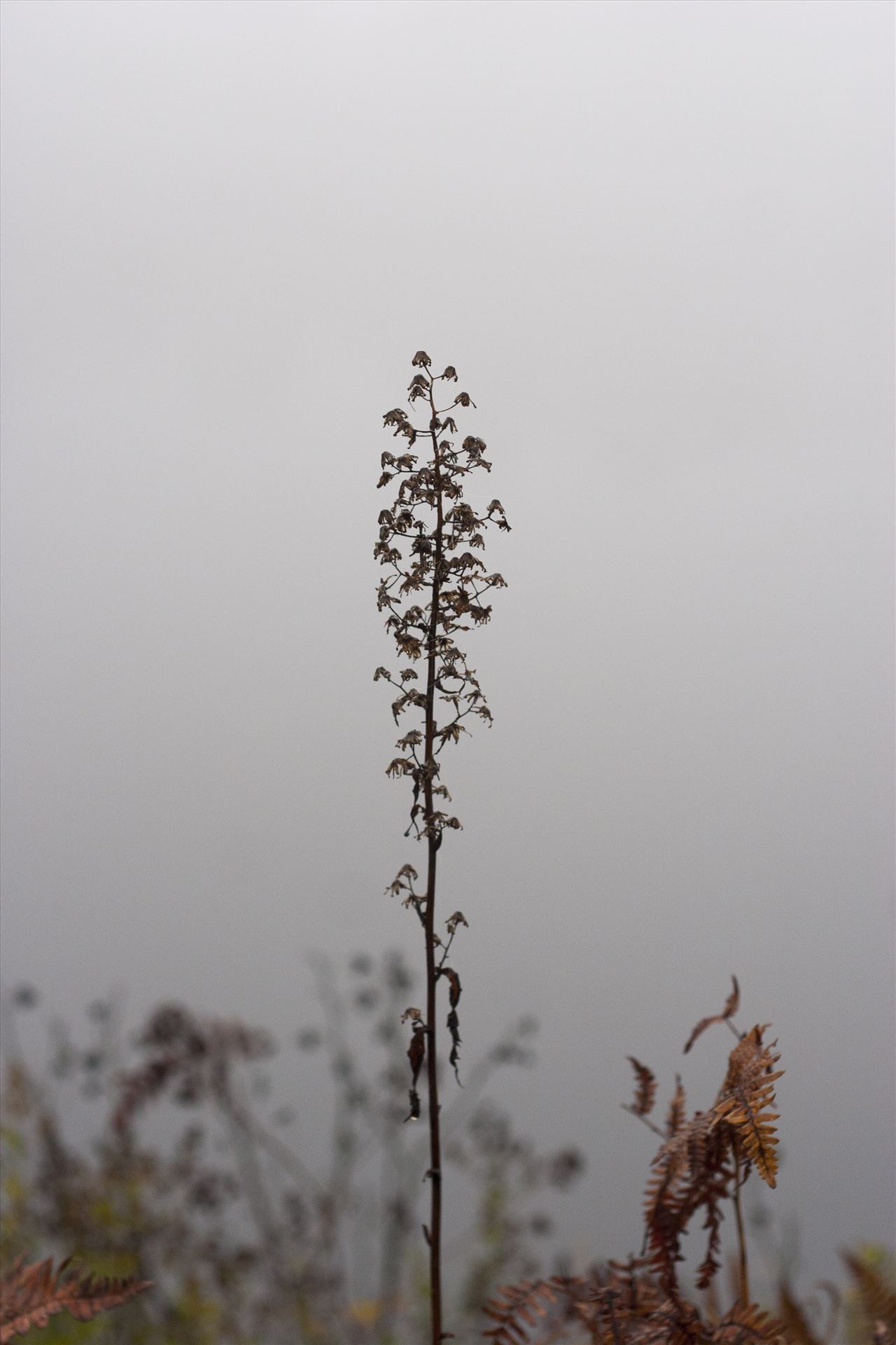 Foggy nature  by Inna Ricardo-Lax Photography