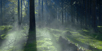 teronna-forest-2.gif  by shoresofelysium