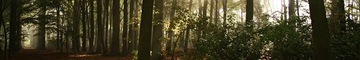 forest.jpg  by shoresofelysium