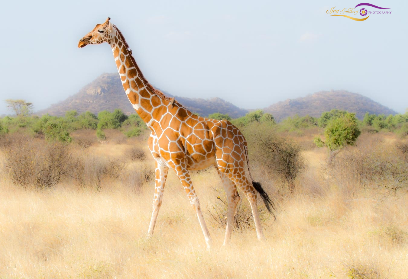 African Giraffe-1.jpg  by Jay Goldberg Photography