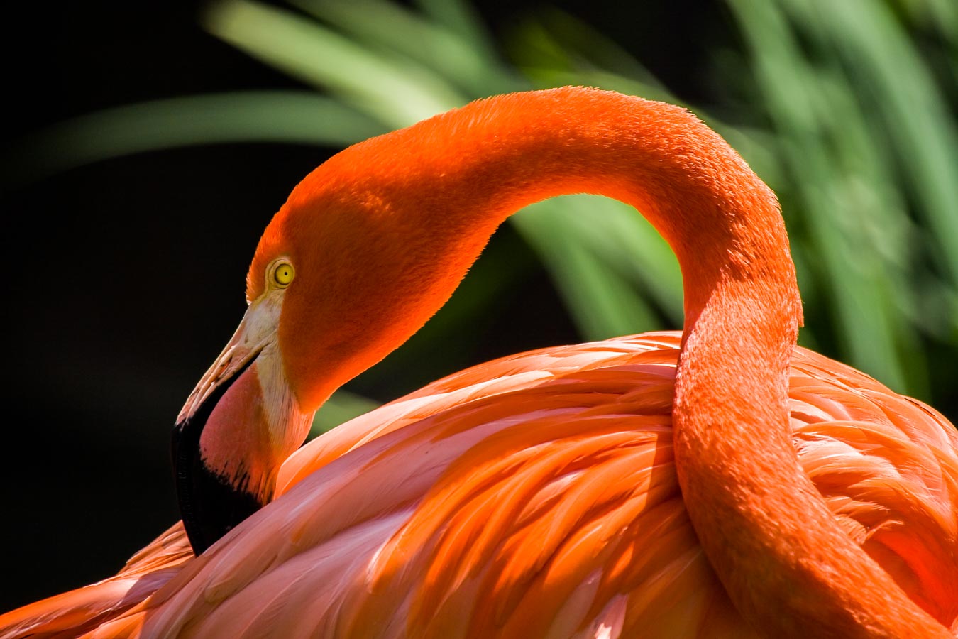 African Flamingo-1.jpg  by Jay Goldberg Photography