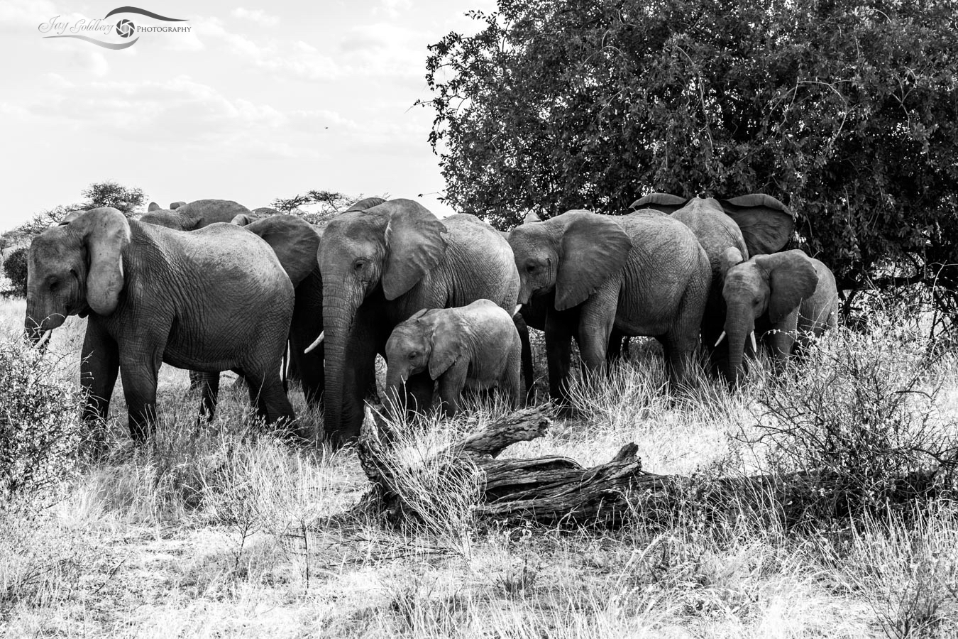 Eleaphant Family Move-1.jpg  by Jay Goldberg Photography