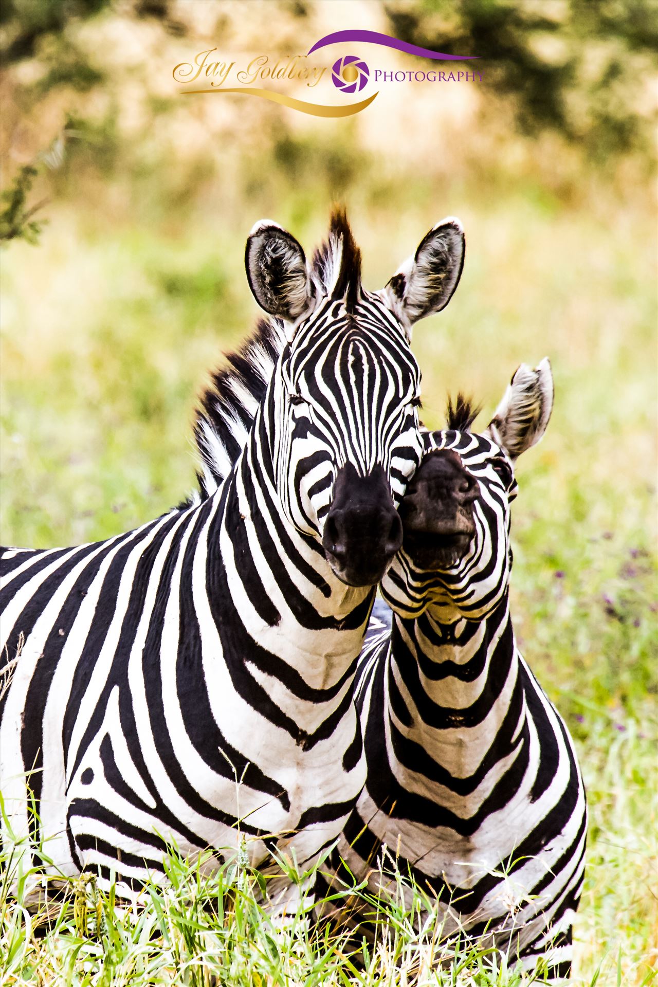 Baby Zebra and Mom-1.jpg  by Jay Goldberg Photography